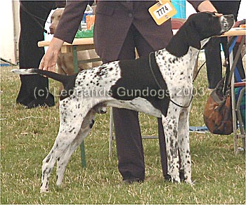 Limit Dog